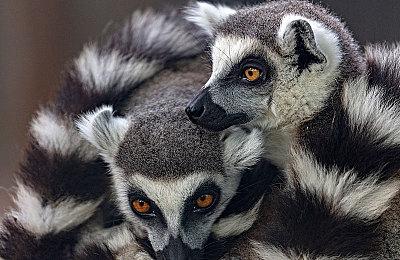 《绝地潜兵2》外骨骼机甲实机泄露 行走的机炮！